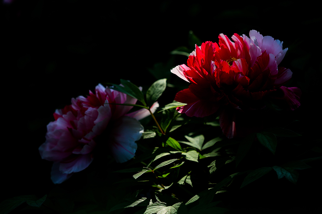 4Z6A0523-.jpg