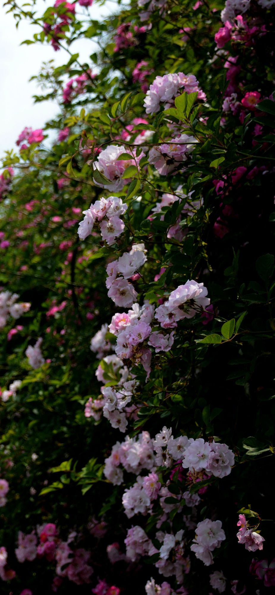 DSC_1740_副本.jpg