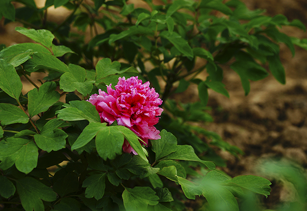 _DSC8266.jpg