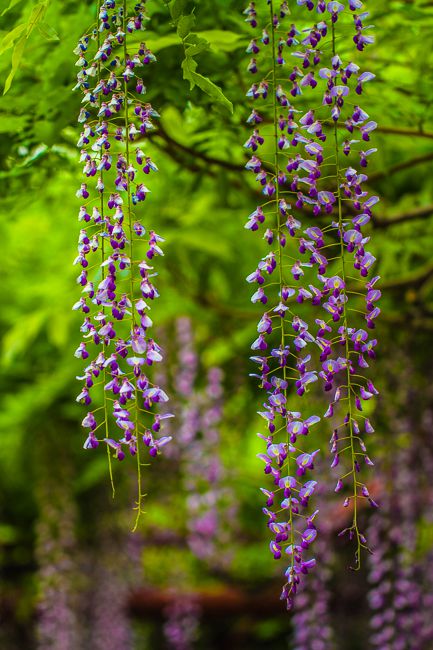 20150424-_MG_9319_副本.jpg