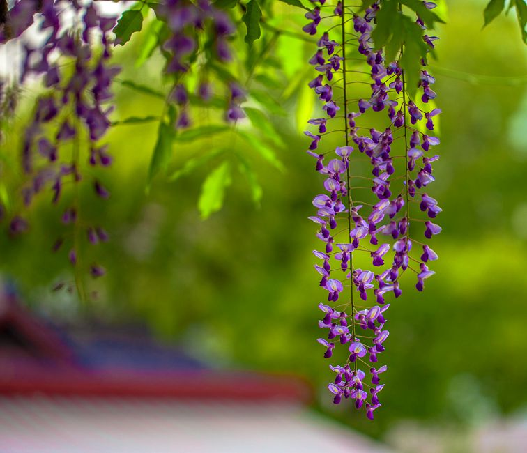 20150424-IMG_9216_副本.jpg