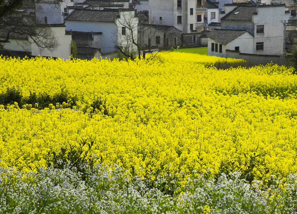 DSC_3077.jpg