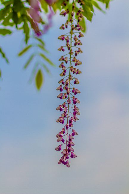 20150424-_MG_9337_副本.jpg