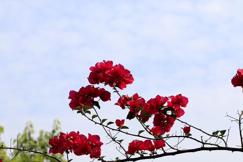 _MG_9570_副本.jpg