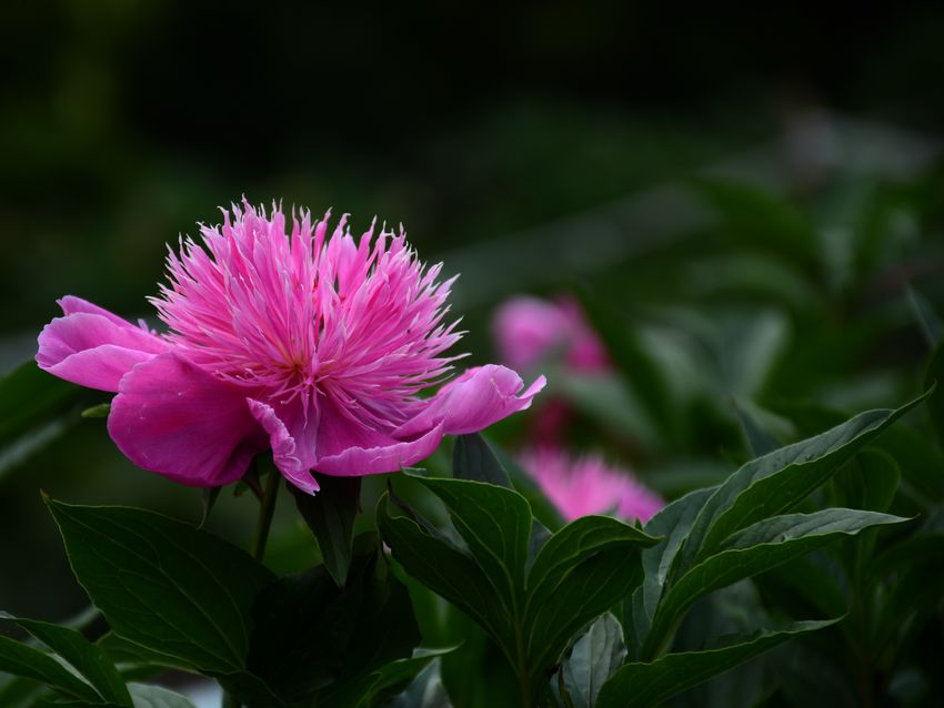 DSC_1976.jpg