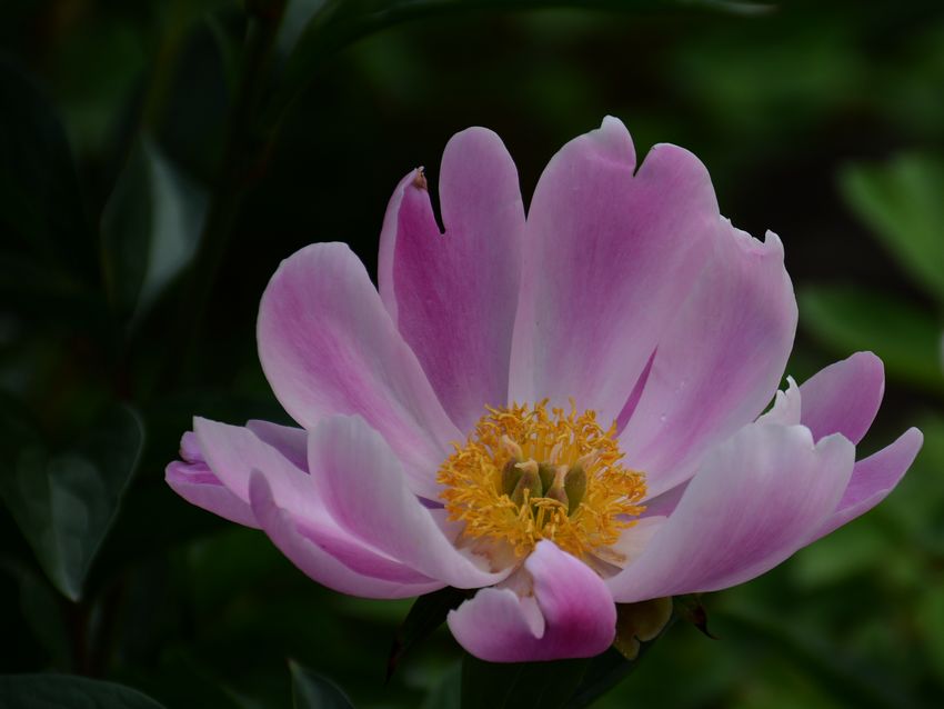 DSC_1977.jpg