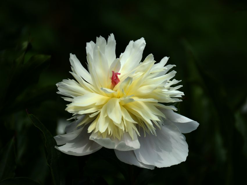 DSC_1981.jpg