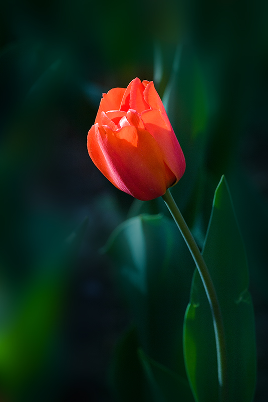 _MG_5925-0.jpg