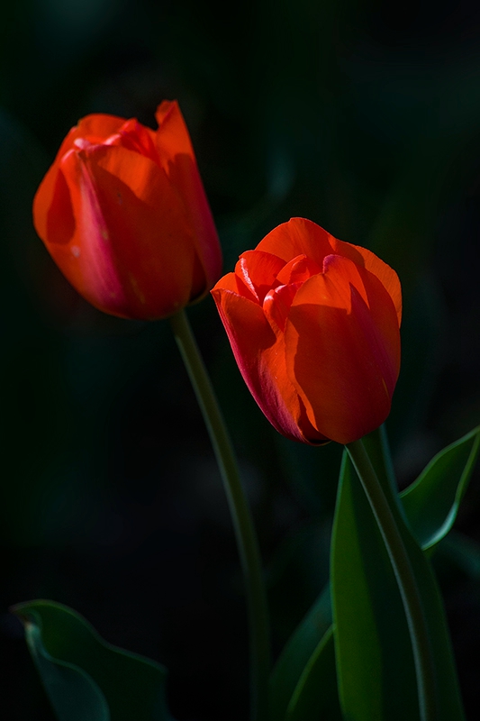 _MG_5926-0.jpg