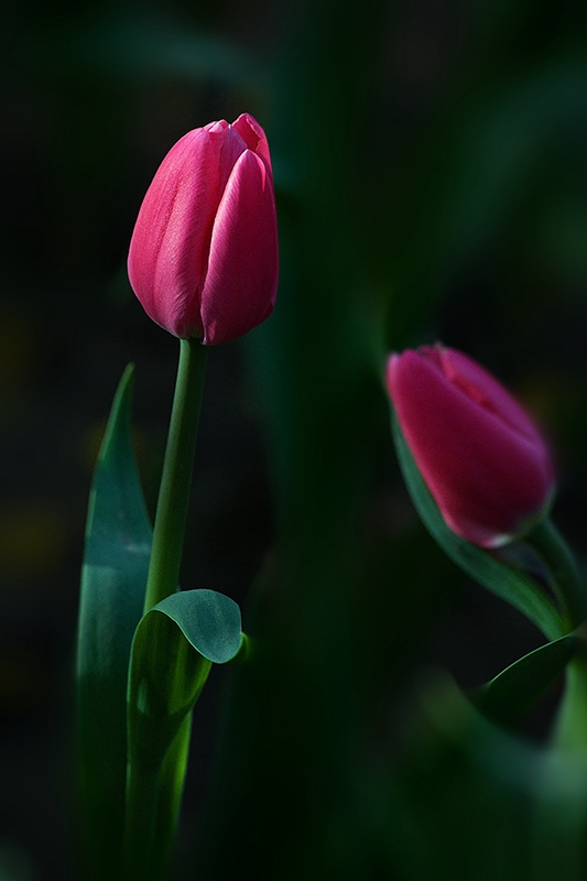 _MG_5936-0.jpg