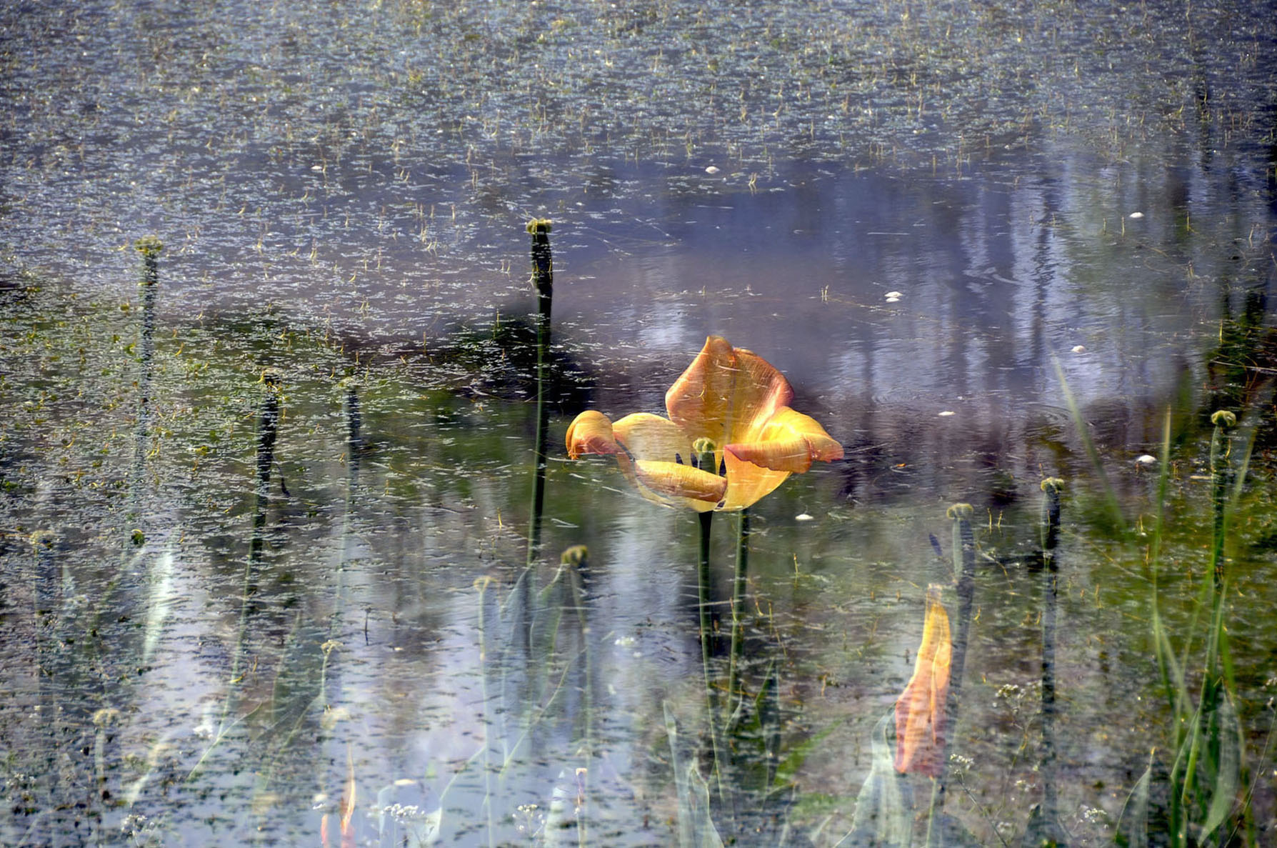 DSC_8292.jpg