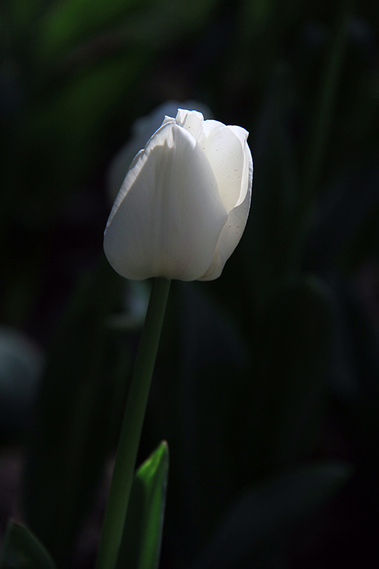 IMG_958200.jpg