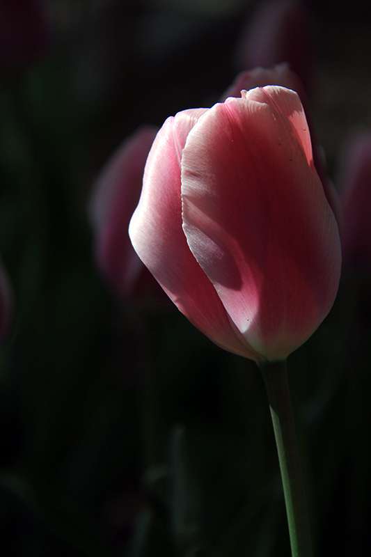 IMG_963700.jpg