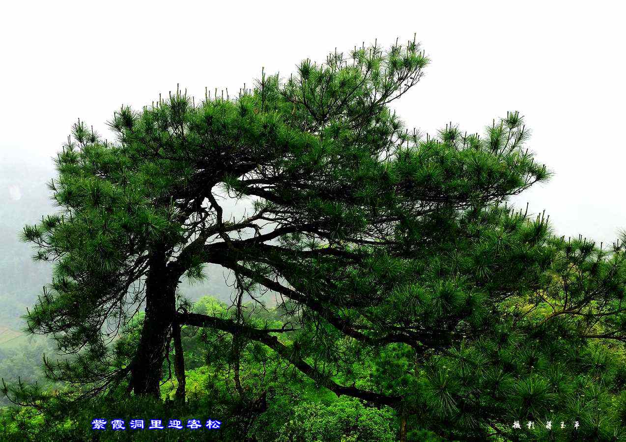 (二) 紫霞洞里迎客松.jpg