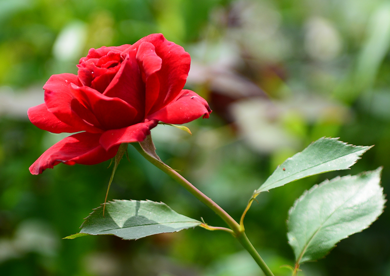 DSC_3415_副本.jpg