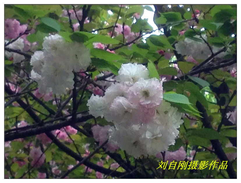晶莹碧透   冰清玉洁（刘自刚摄影）