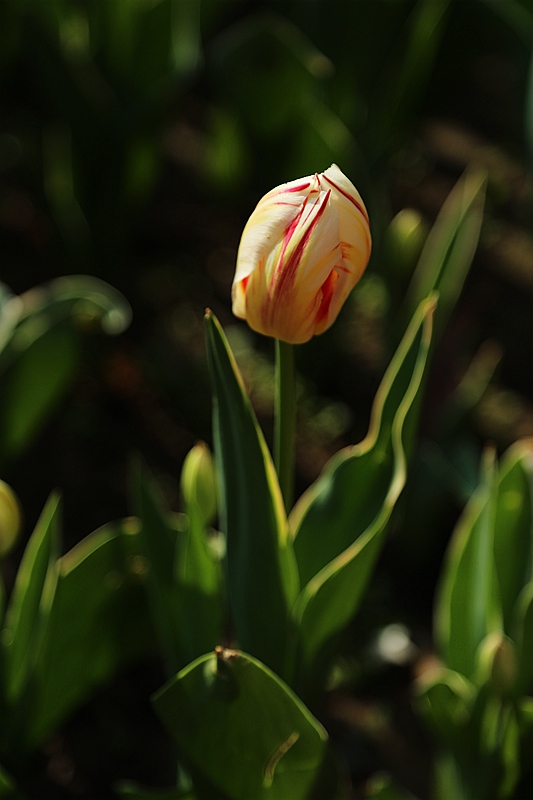 A67A8319_副本.jpg