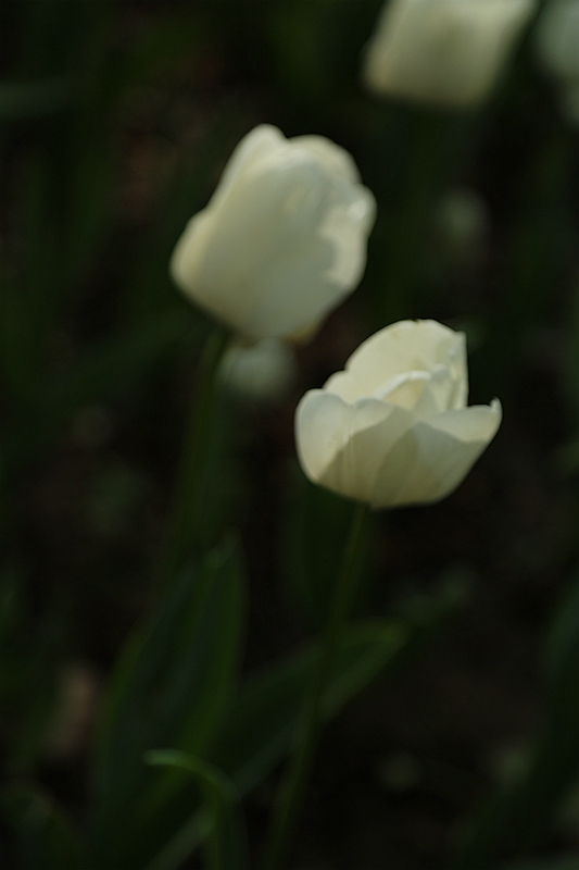 A67A8315_副本.jpg