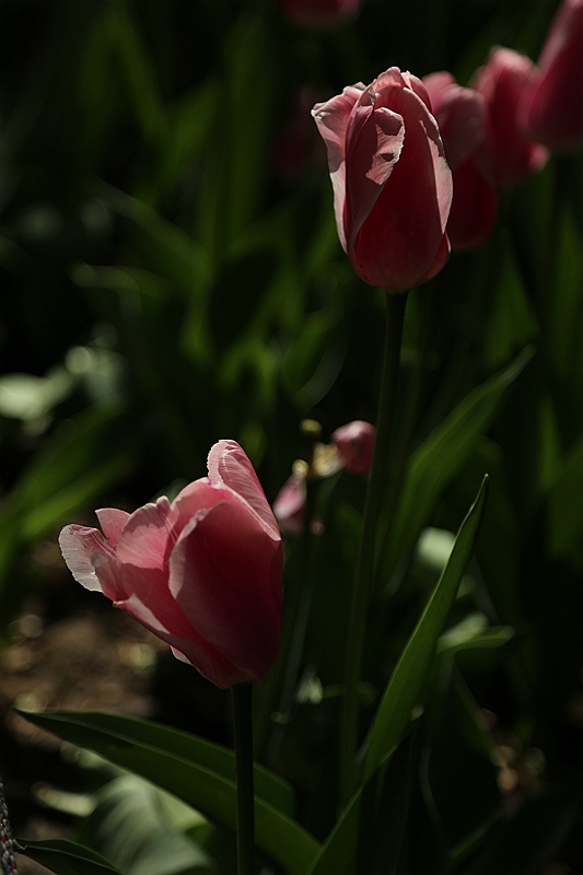 A67A8378_副本.jpg