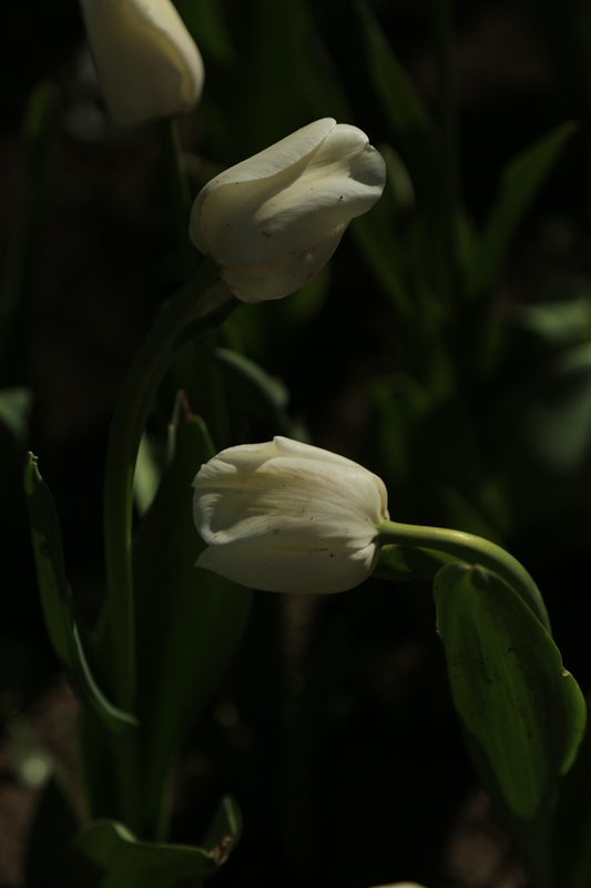 A67A8345_副本.jpg