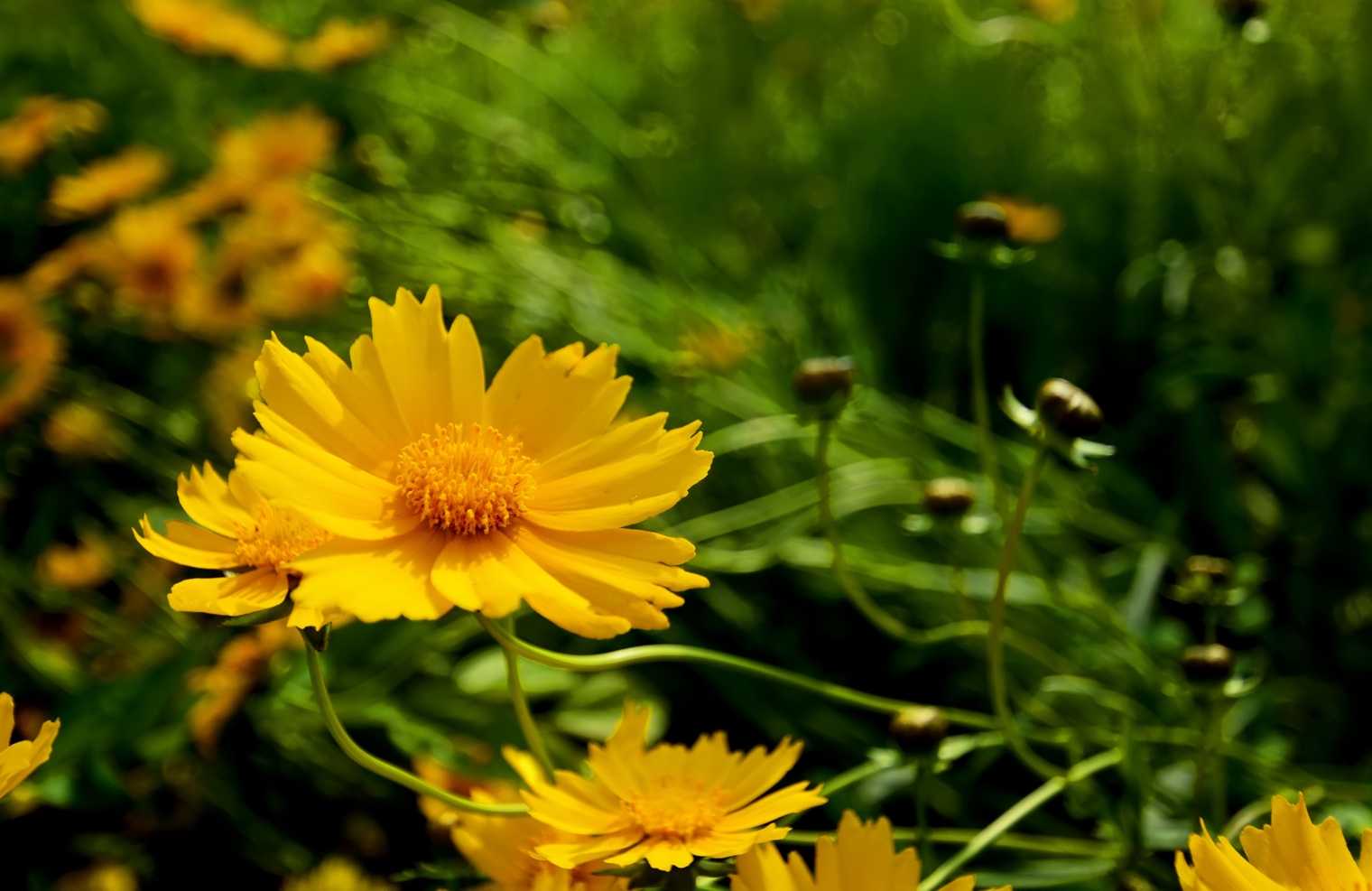 DSC_1068.jpg