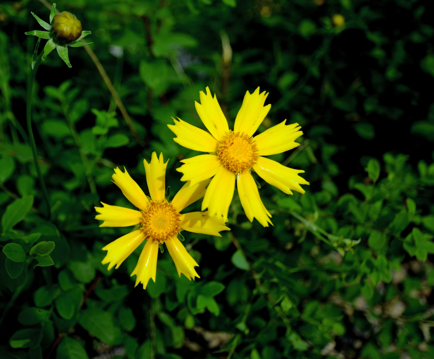 DSC_1132.jpg