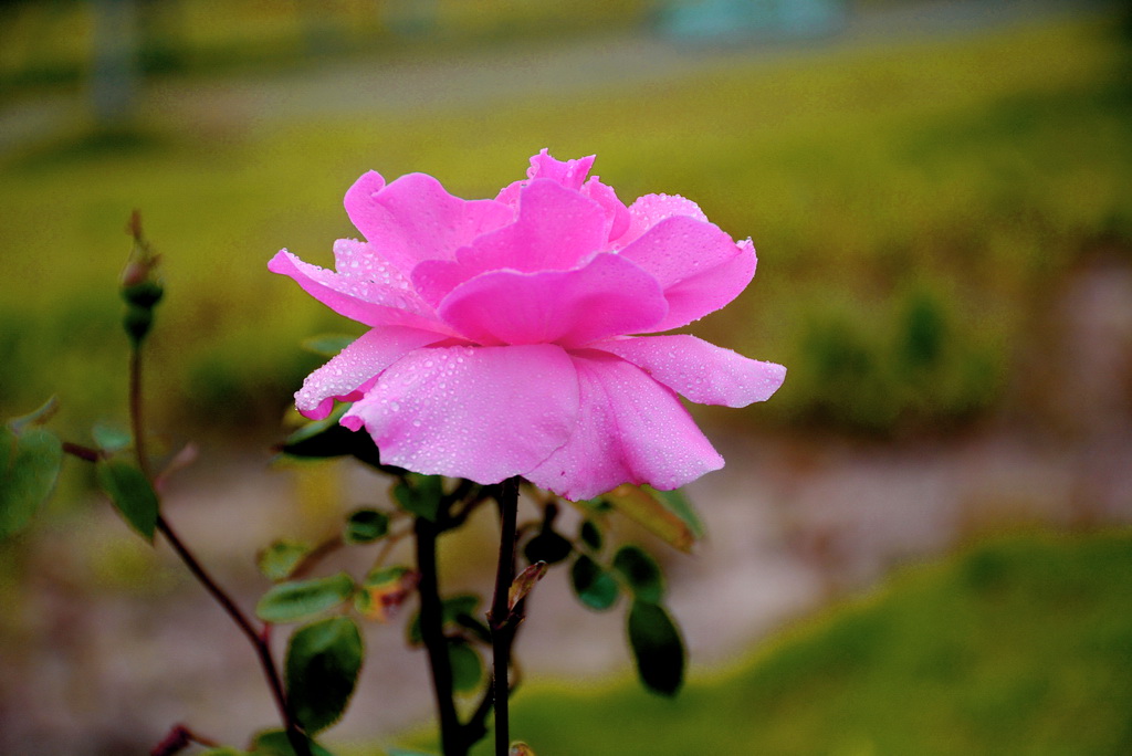DSC_8501.JPG