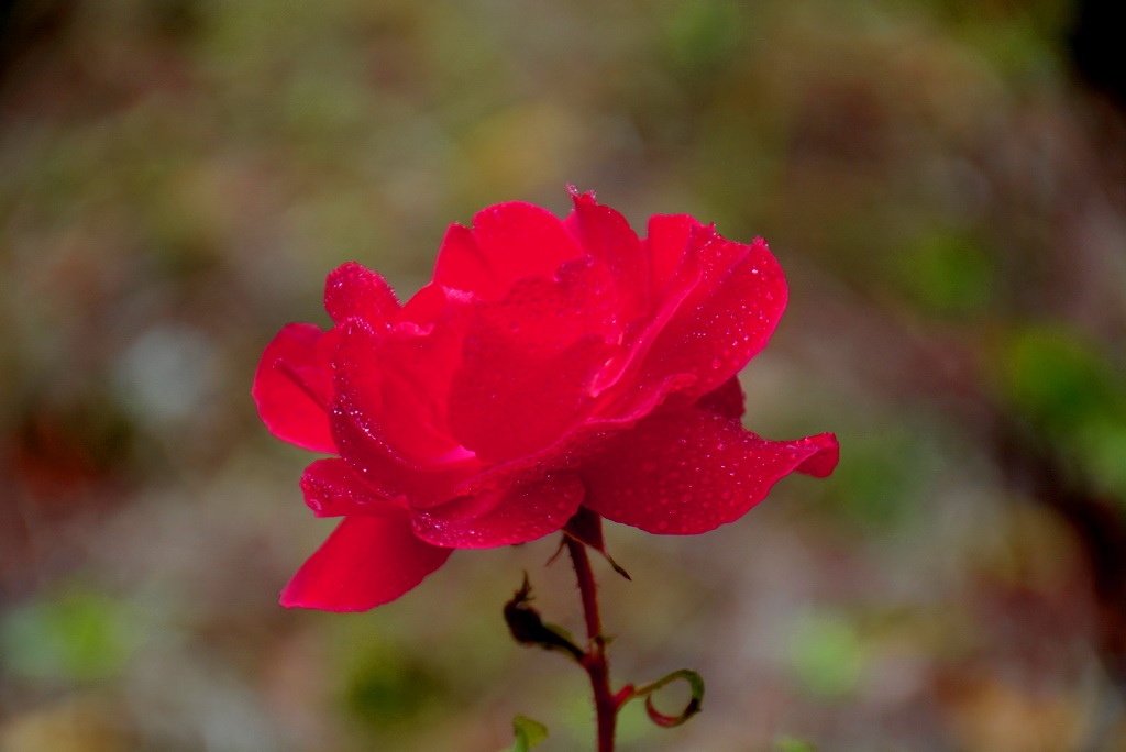 DSC_8518.JPG