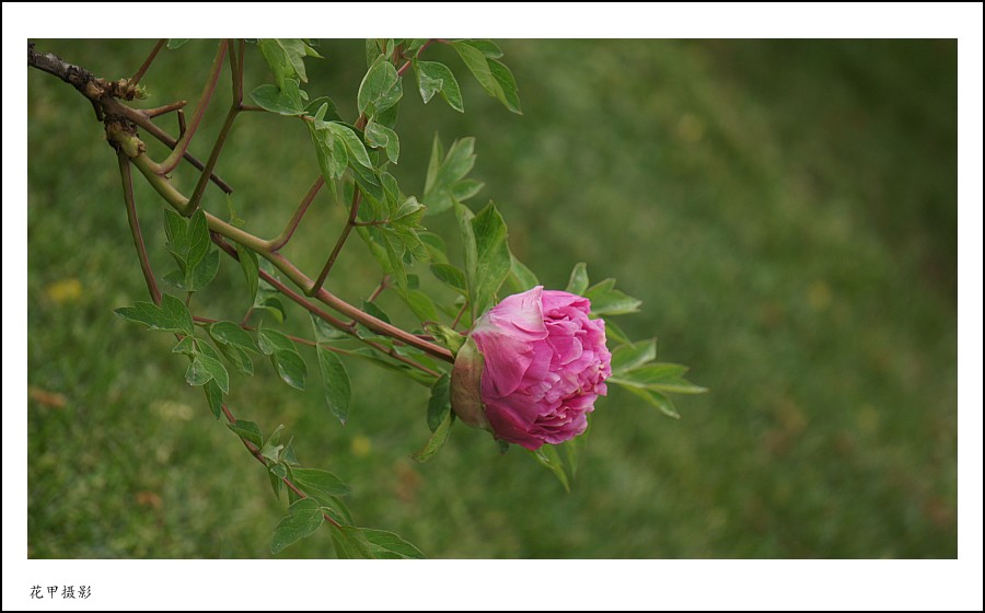 DSC02071_conew1.jpg