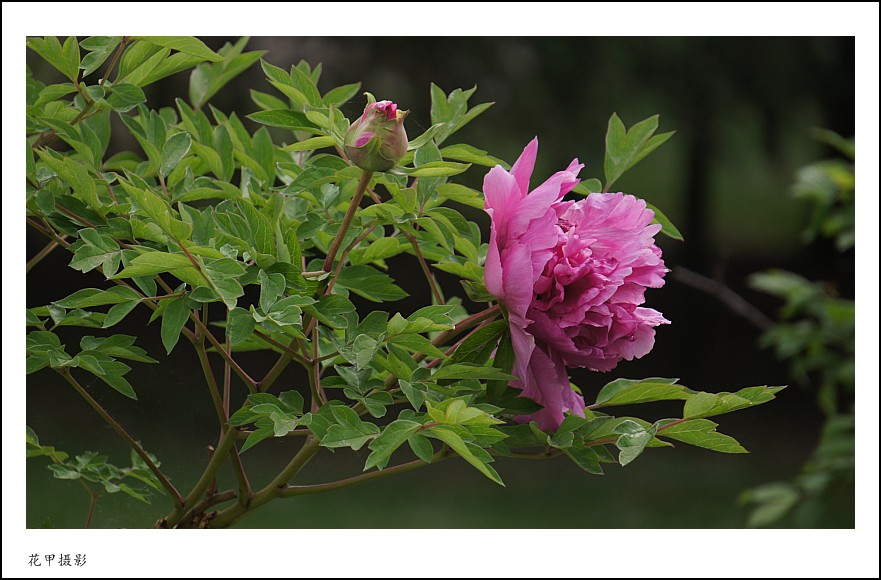 DSC02076_conew1.jpg