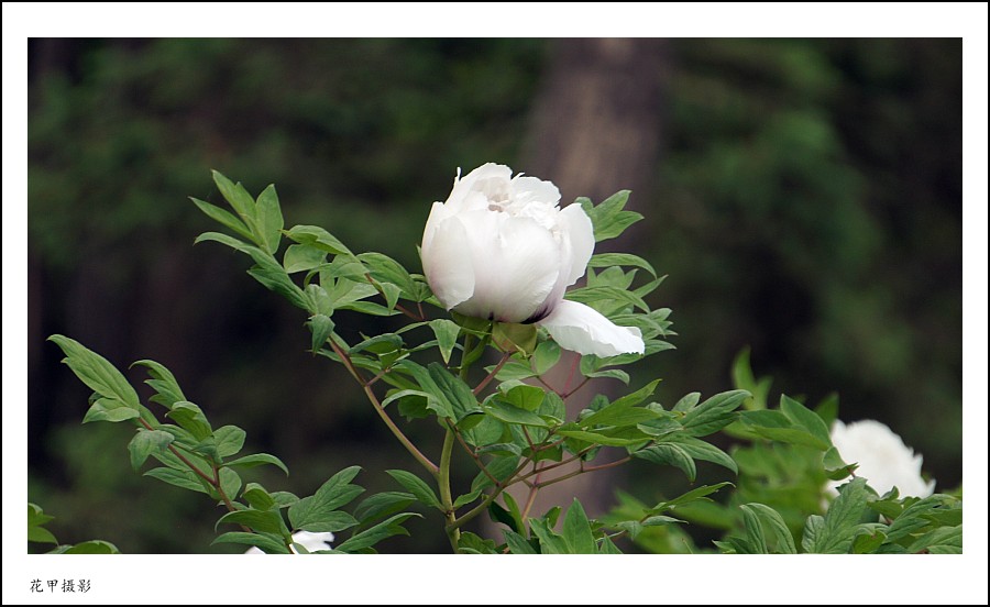 DSC02086_conew1.jpg