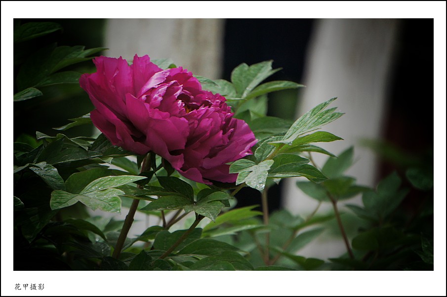 DSC02089_conew1.jpg