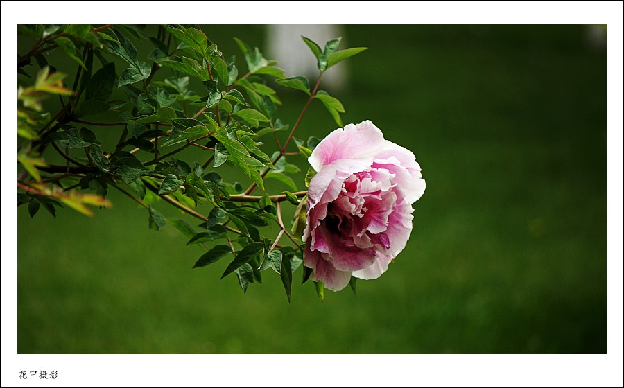 DSC02187_conew1.jpg