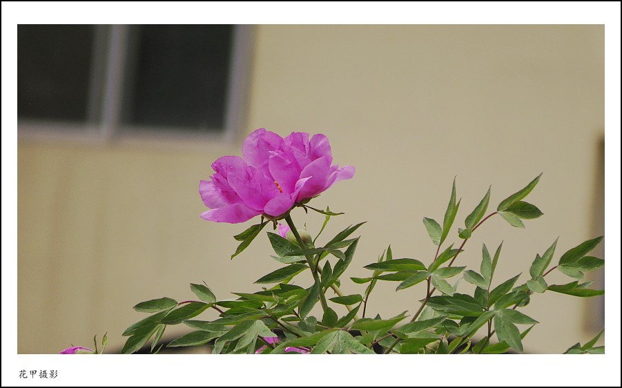 IMG_1590_conew1.jpg