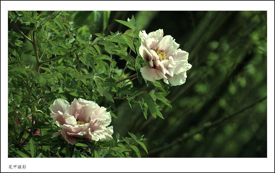 IMG_1607_conew1.jpg