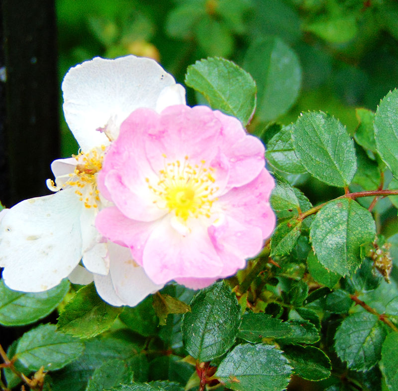DSC00565_副本.jpg