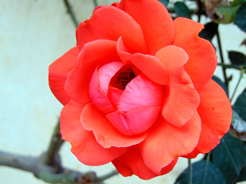 DSC00682_副本.jpg