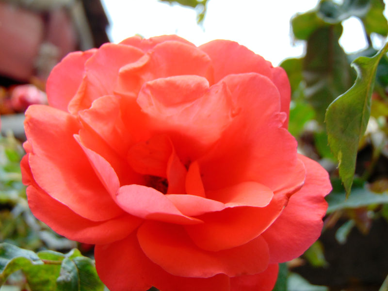 DSC00683_副本.jpg