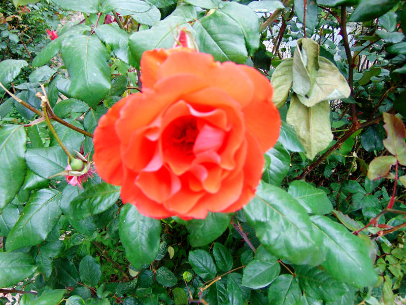 DSC00691_副本.jpg
