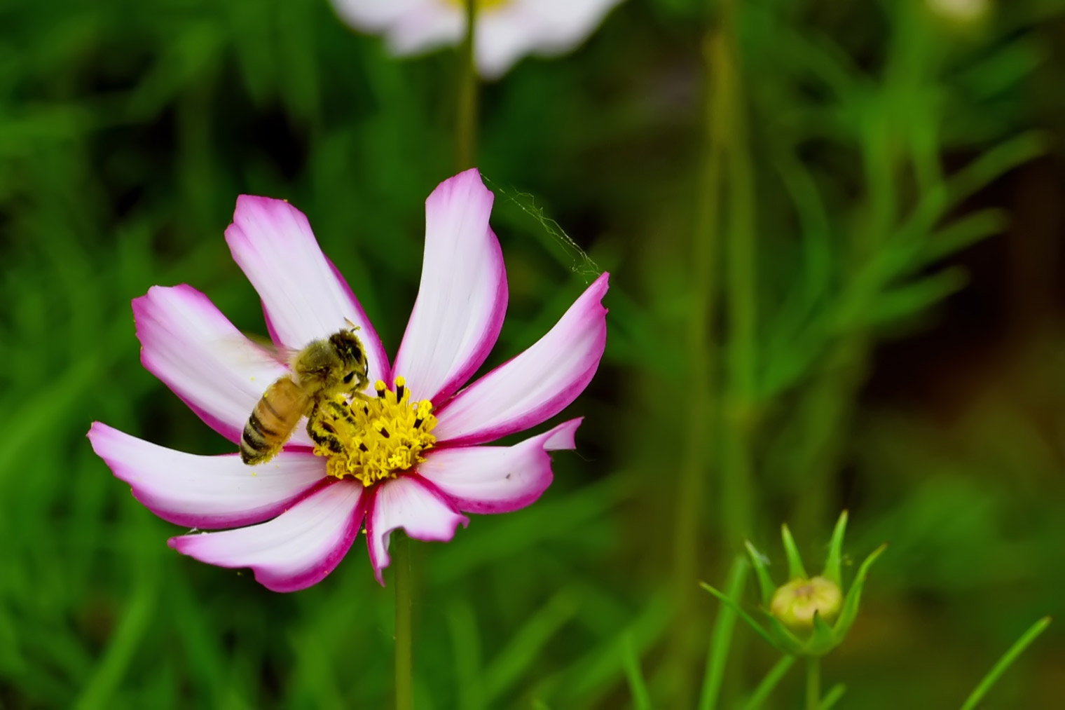 DSC_4517.jpg