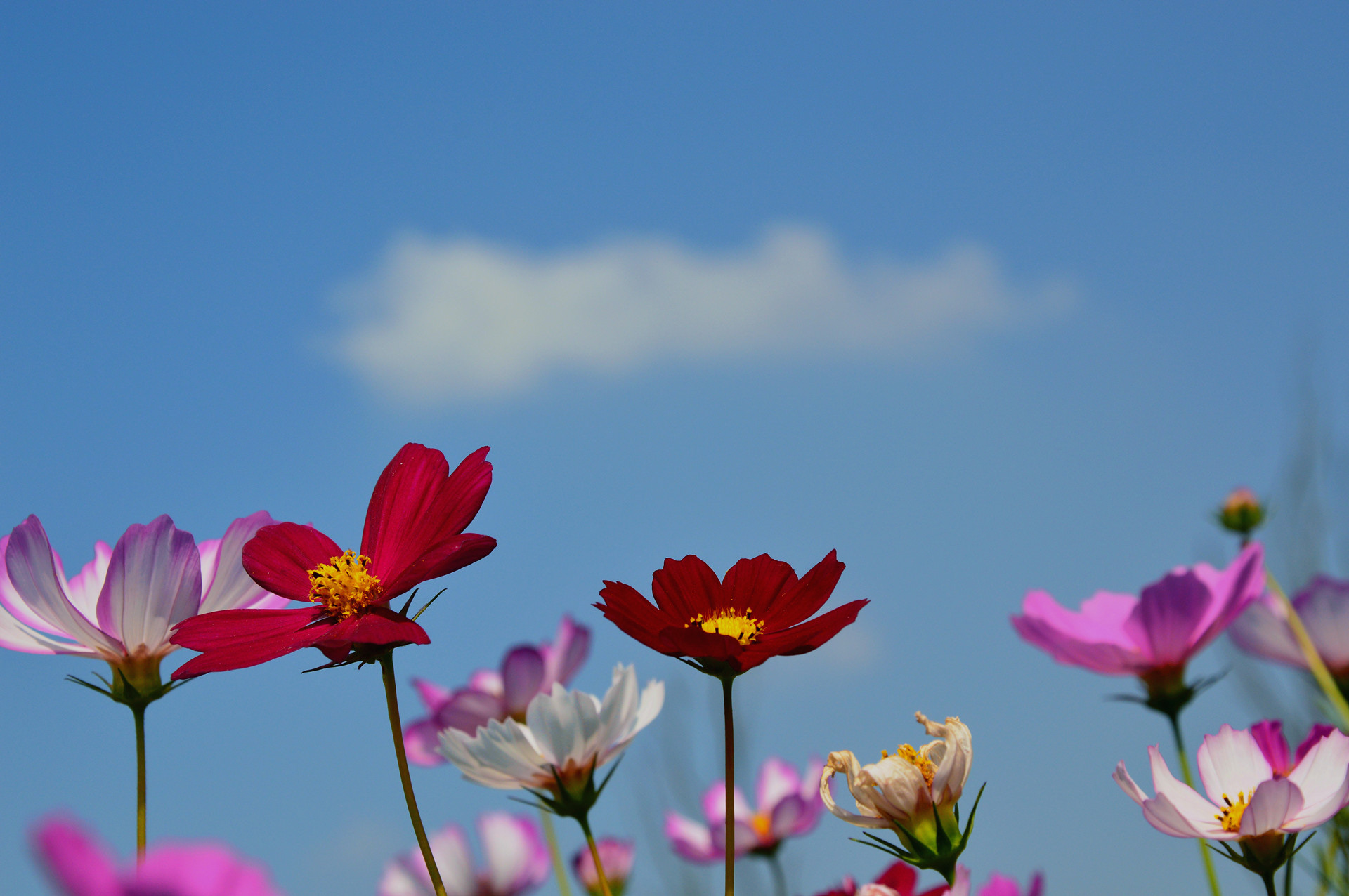 DSC_0337_.jpg