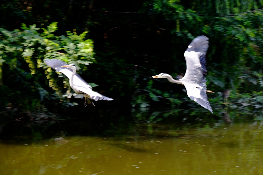 DSC_3776副本.jpg