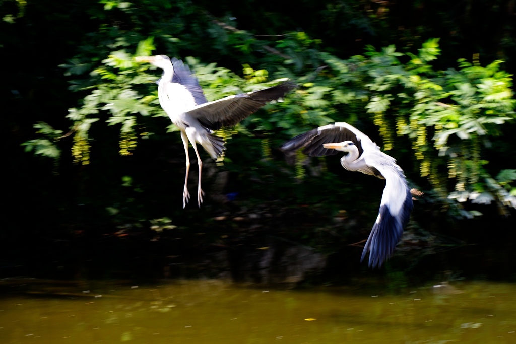 DSC_3777副本.jpg