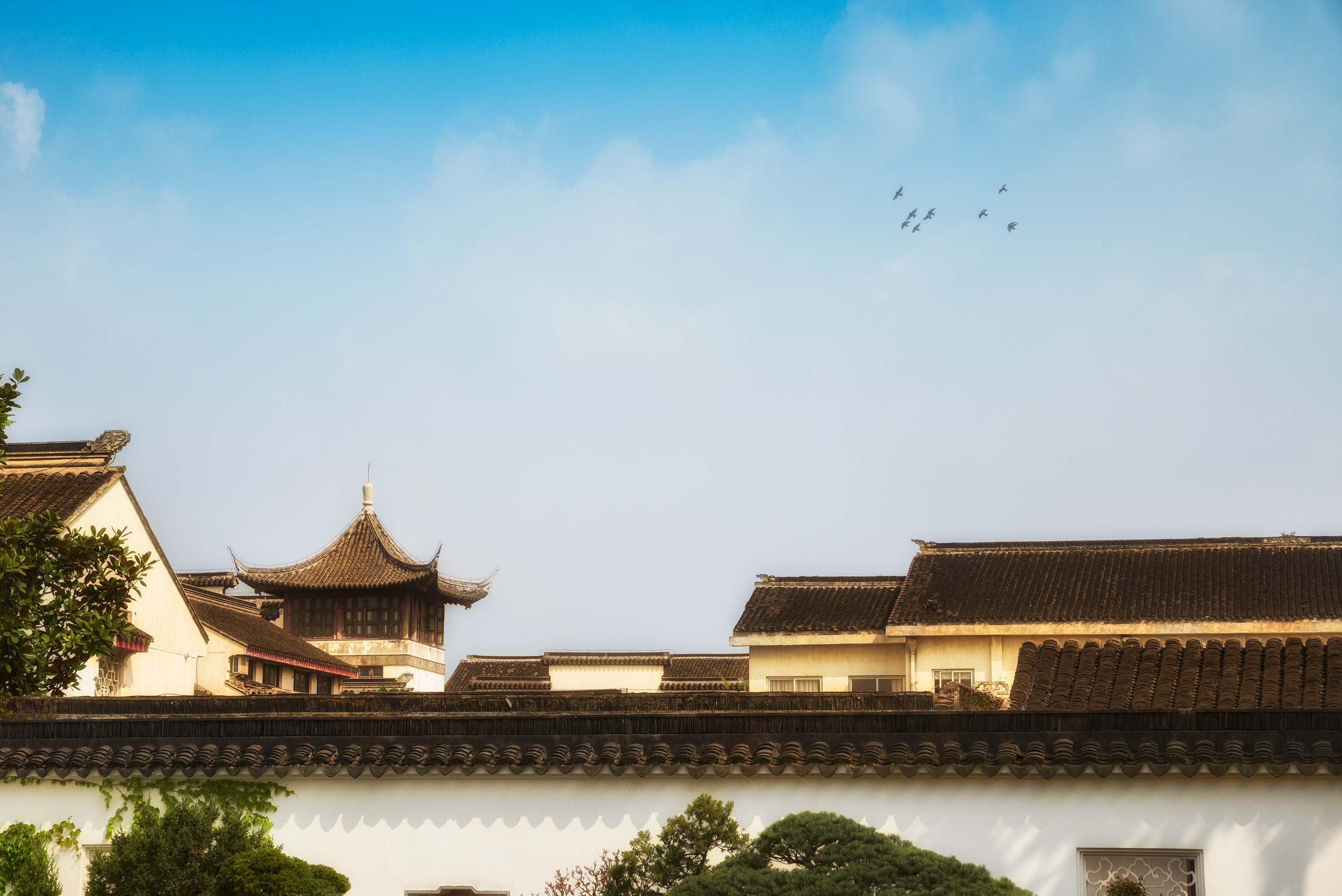 QPG_6765(鸽-1）.jpg