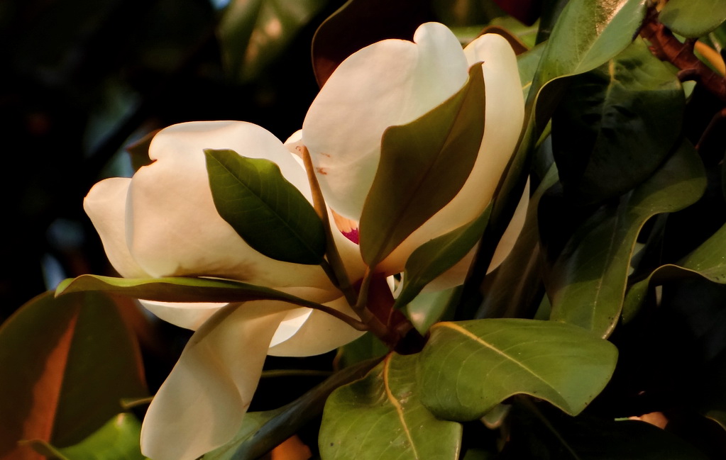 DSC00811.JPG