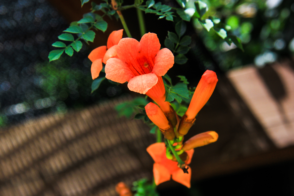 IMG_6489.jpg