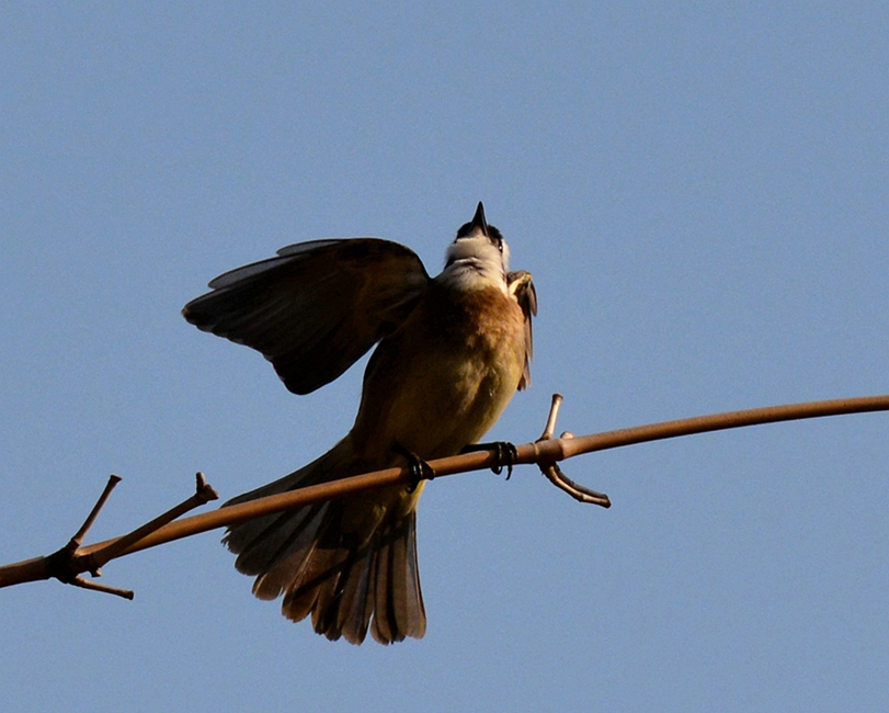 DSC_3038_副本_副本.jpg
