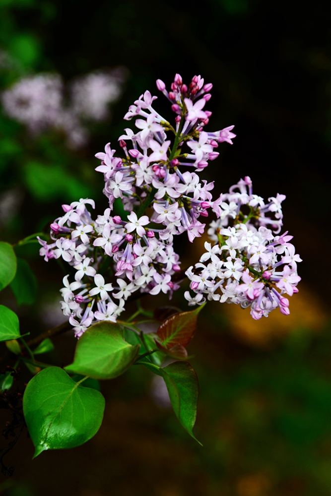 DSC_3302.jpg
