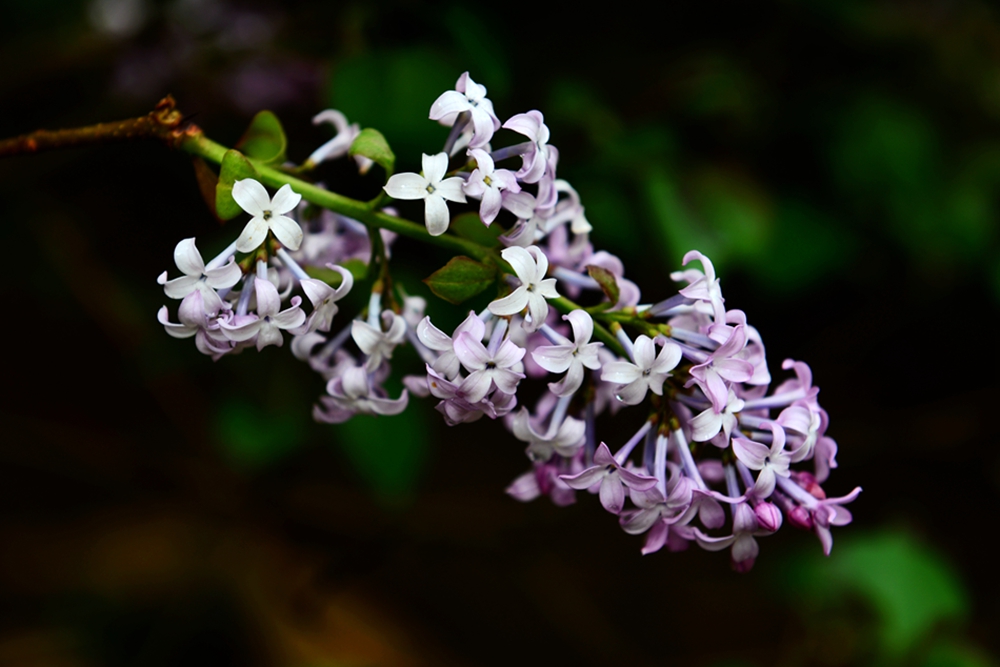 DSC_3303.jpg