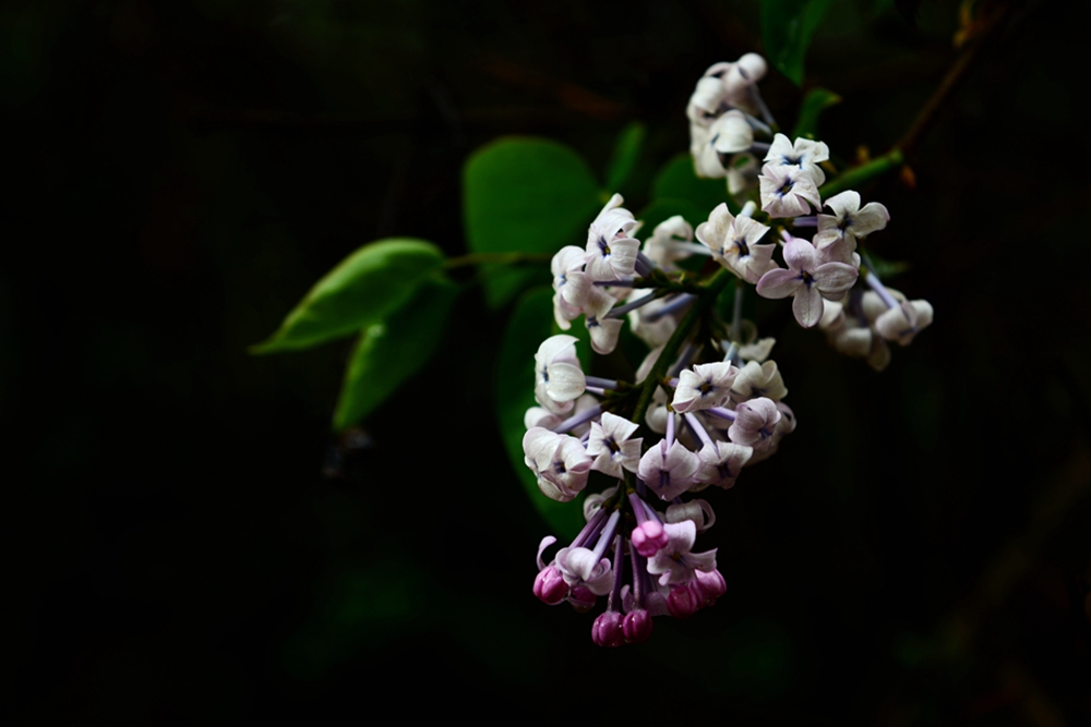 DSC_3304.jpg